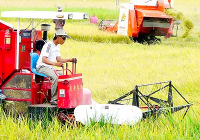 Harvesting rice in An Giang Province (Photo: SGGP) Harvesting rice in An Giang Province (Photo: SGGP)